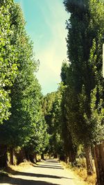 Road amidst trees against sky