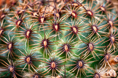 Full frame shot of cactus