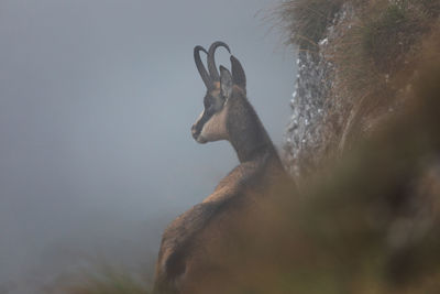 View of deer against sky