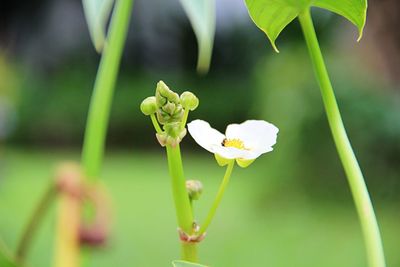 Close-up of white flowering plant