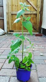 Potted plant against brick wall