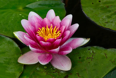 Close-up of water lily in pond