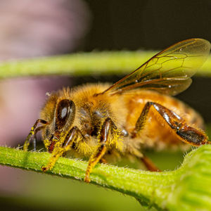 Close-up of insect