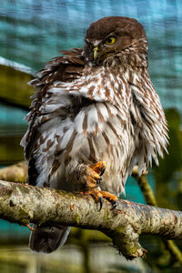 Close-up of bird perching on branch