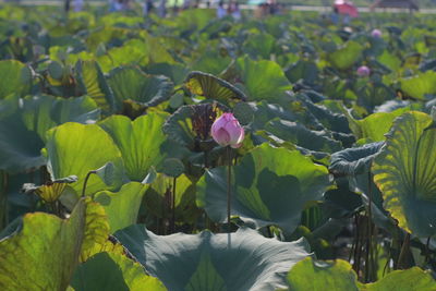 Close-up of purple lotus water lily