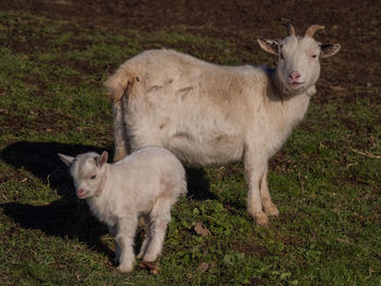 Sheep standing in a field