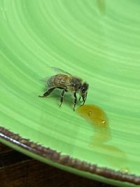 Close-up of bee on leaf