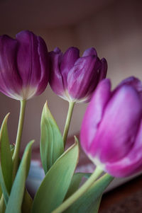 Close-up of pink tulips