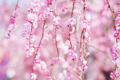 Close-up of pink cherry blossom