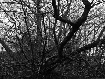 Bare trees against sky