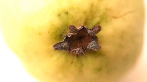 Close-up of fruit on leaf