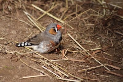 High angle view of bird perching on land