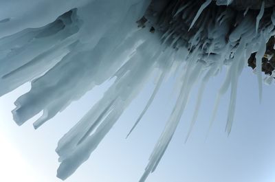 Low angle view of frozen plants against sky