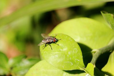 Close-up of fly on leaf