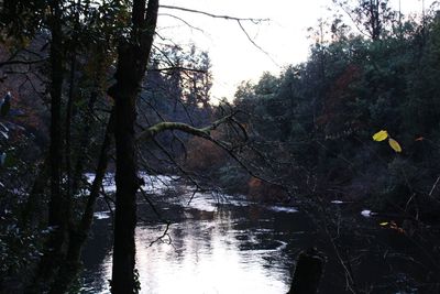 Trees by river in forest against sky