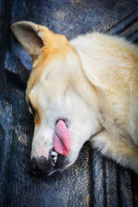 Close-up of dog sleeping