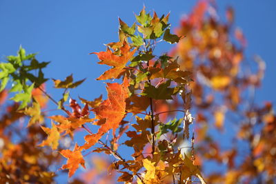 Low angle view of maple tree against sky