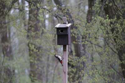 Woodpecker on birdhouse
