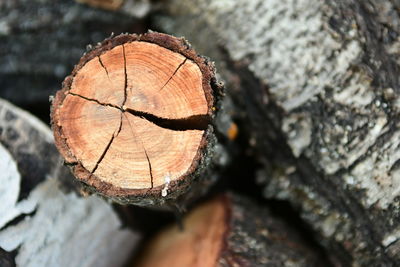 Close-up of log in forest