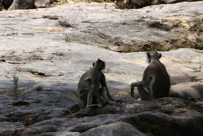 Group of people sitting on rock at zoo