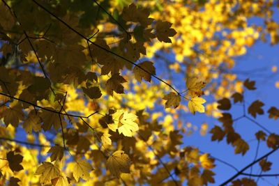 Yellow flowers blooming on tree