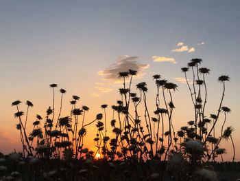 Silhouette plants growing on field against sky during sunset