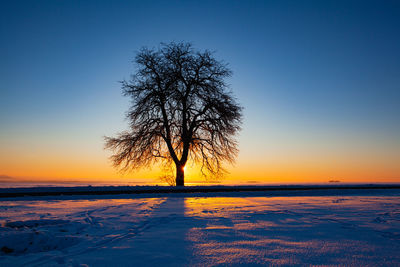 Lonely tree on the winter field at sunrise. 