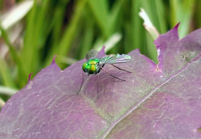 Close-up of insect on plant