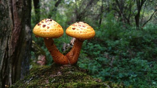 Close-up of mushrooms on tree trunk in forest