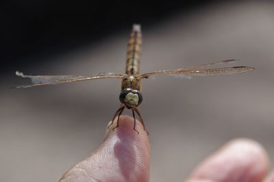 dragonflies and damseflies