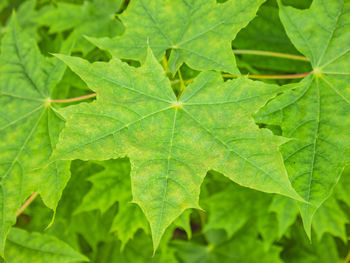 Close-up of green leaves