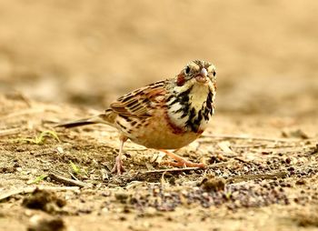 Close-up of bird perching on a field