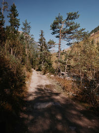 Road amidst trees in forest against sky