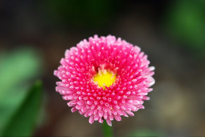 Close-up of pink flower