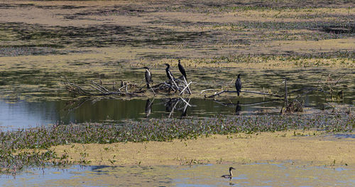 View of birds in lake
