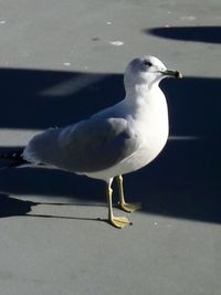 Close-up of bird perching on water