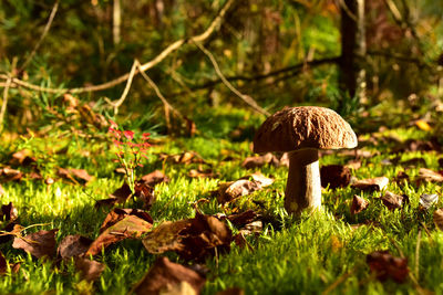 Close-up of mushroom growing on field