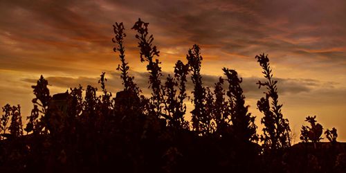 Silhouette plants growing on field against sky during sunset