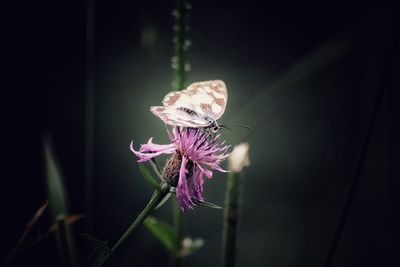 Close-up of insect on purple flower