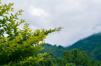 Close-up of fresh green leaves against sky