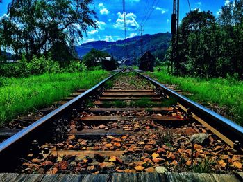 Railroad track along trees