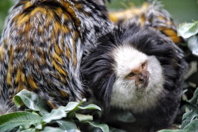 Close-up portrait of lion