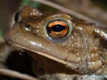 Close-up of frog