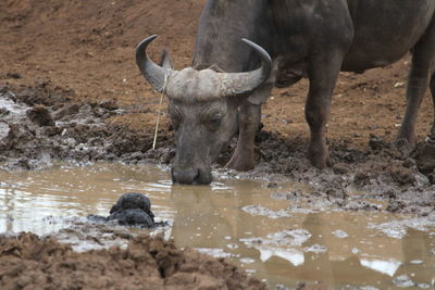 Water buffalo drinking water in mud