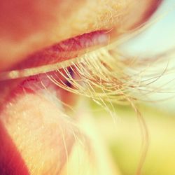 Extreme close up of yellow flower