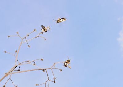 Low angle view of bee flying against clear sky