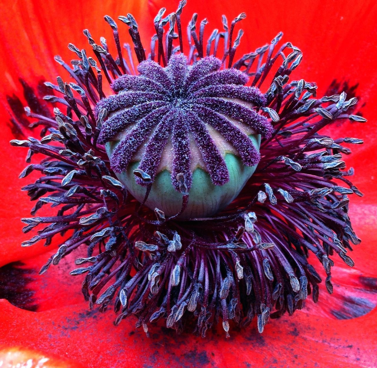 red, orange color, close-up, full frame, flower, backgrounds, freshness, growth, single flower, pollen, flower head, beauty in nature, vibrant color, no people, nature, petal, pattern, indoors, natural pattern