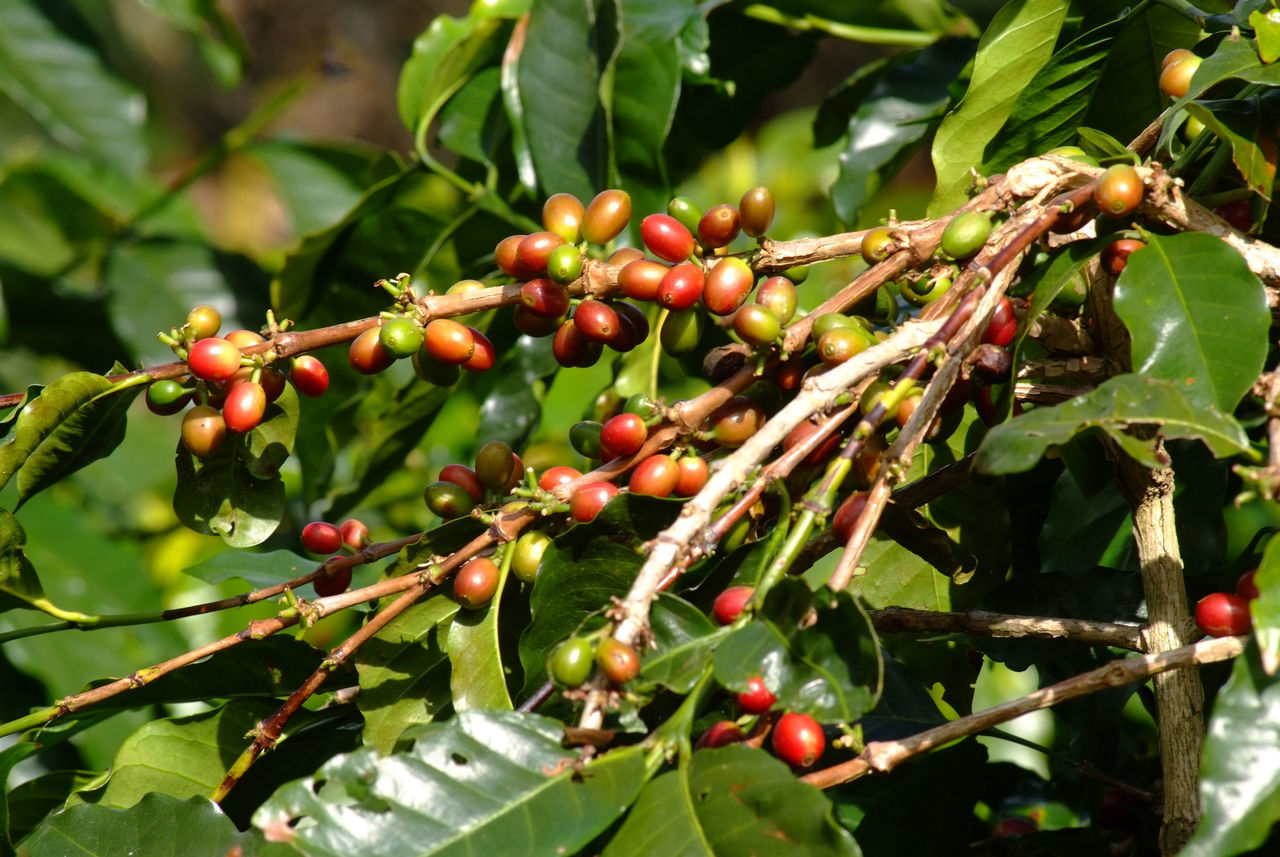 BERRIES GROWING ON TREE