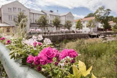 Close-up of flowers growing outside house