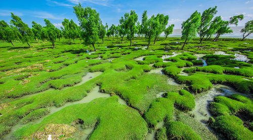 Scenic view of trees on field against sky